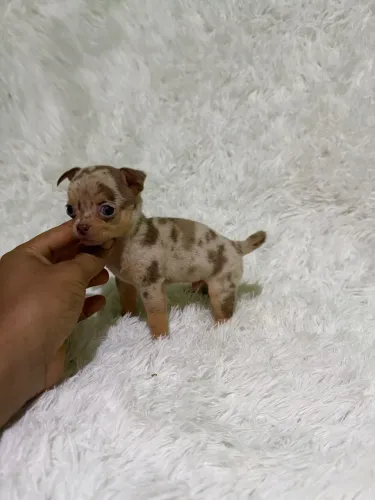 Chihuahuas Exótico?s