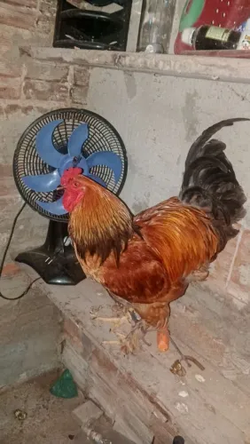 Vendo Frango Brahma
