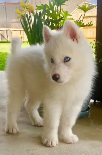 Husky siberiano Pet ideal para quem busca companhia de verdade