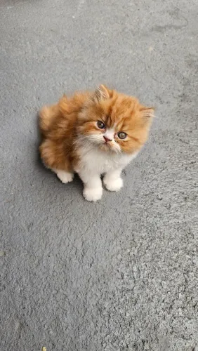 Gato Persa ( macho)