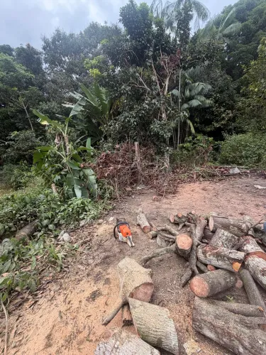 Poda de árvore e remoção 
