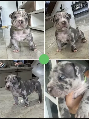 Filhotes American Bully Blue e Merle com Pedigree ABBR
