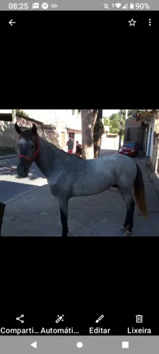 Cavalo tordilho