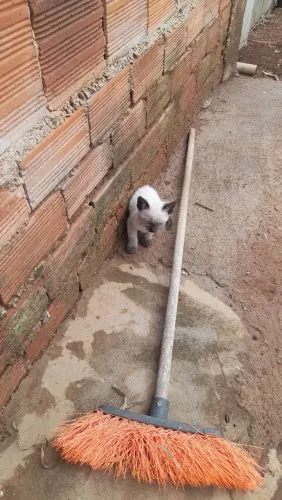 Doa-se filhotes de gatos