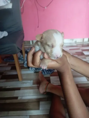 Animais de estimação 