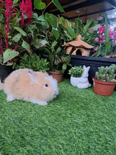 mini coelhos