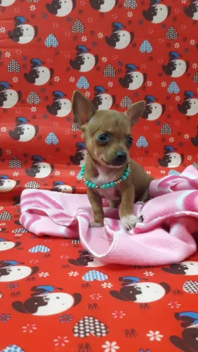 PINSCHER FÊMEA 