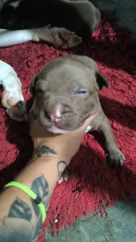 Filhote de Pitbull disponível