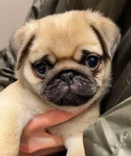 Lindos pug macho e femea 