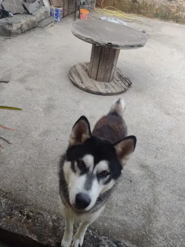 Cachorro