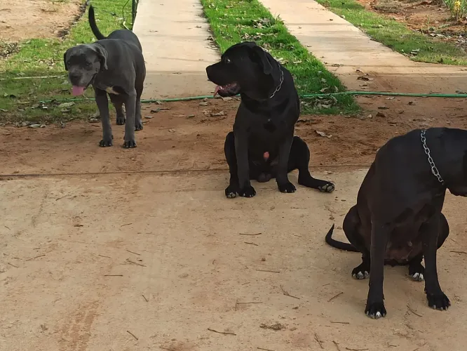 Filhotes de Cane Corso Italiano 