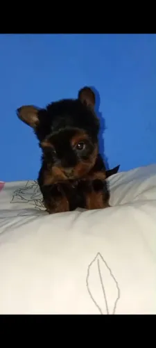 Filhotes de yorkshire micro mini