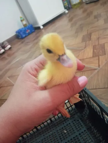 Filhote de pato