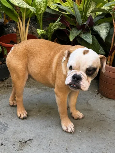 Bulldogue Inglês