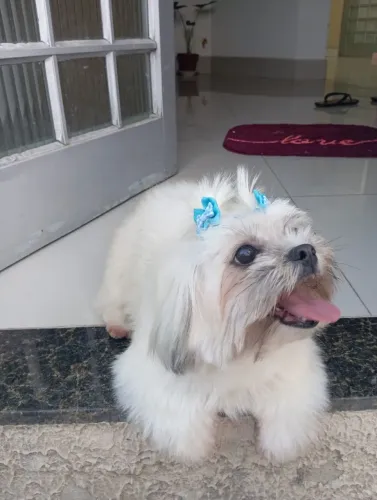 Doação Shitzu Fêmea 2 anos