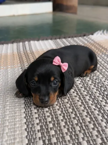 Casal Dachshund 