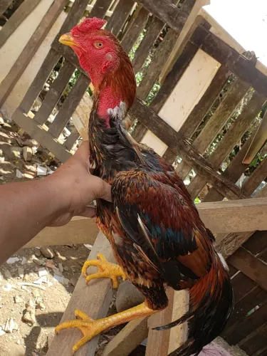 Frango Indiano