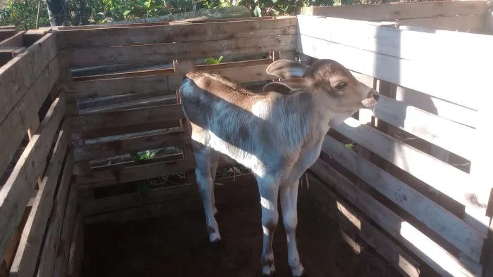 Bezerra filha de Boi Anelor está na mamadeira