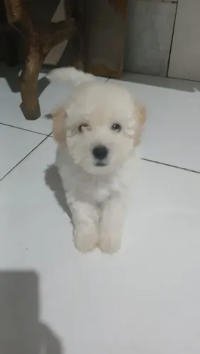 Filhotes de Poodle
