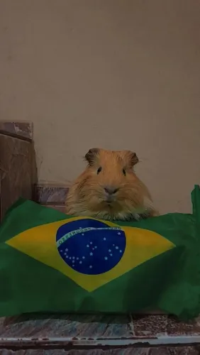 Porquinho da india ( DOAÇÃO )