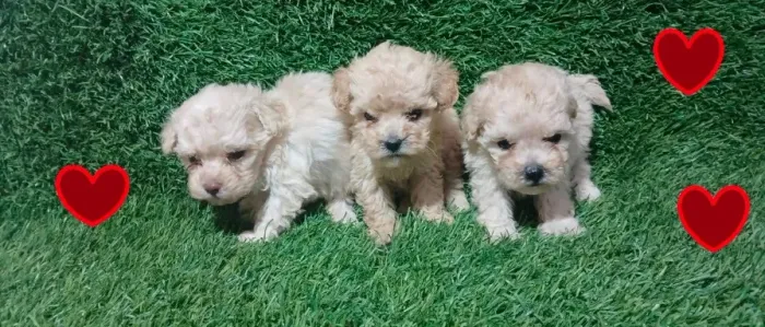 Poodles toy machinhos com caminha brinde passo cartão e entrego