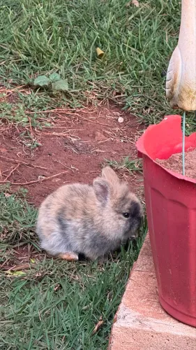 Vende se Coelho filhote Mini Lion