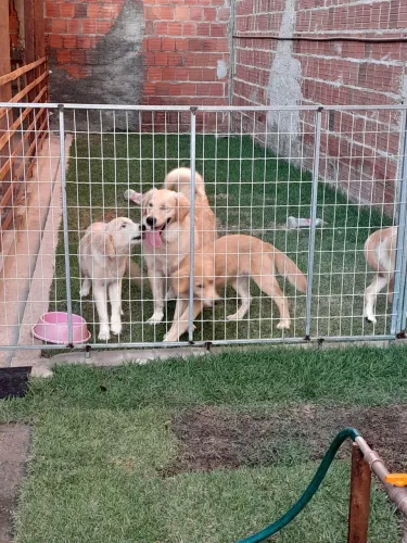 Golden fêmea 9 mês