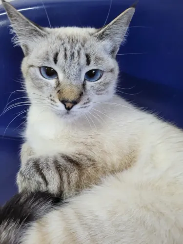  Doa se uma gatinha linda e dócil 