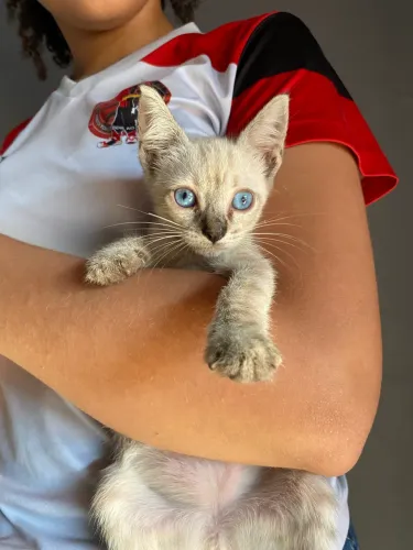 Gata filhote