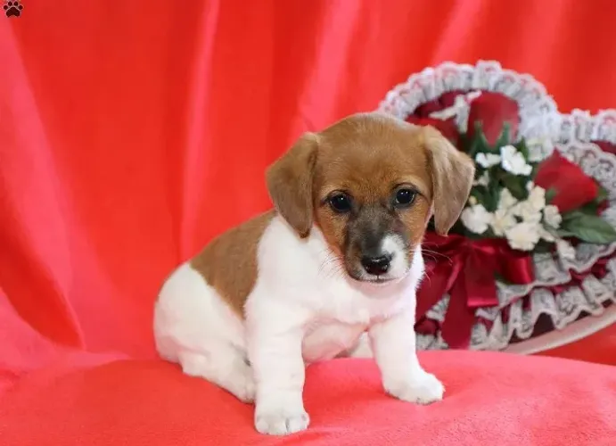 Jack Russell Terrier,Jack Russell Terrier Filhote Selecionado com Excelente Procedência