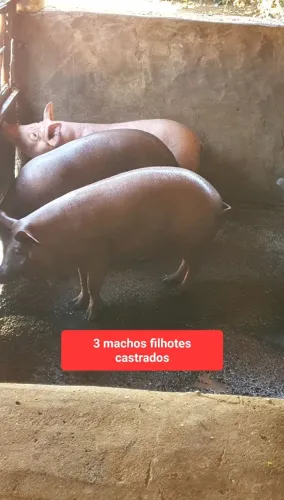Porcos machos a venda e fêmea prenha