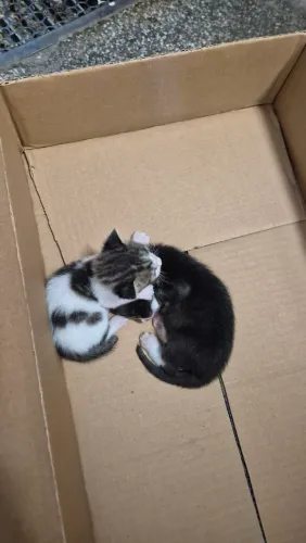 Gatinhos para doação
