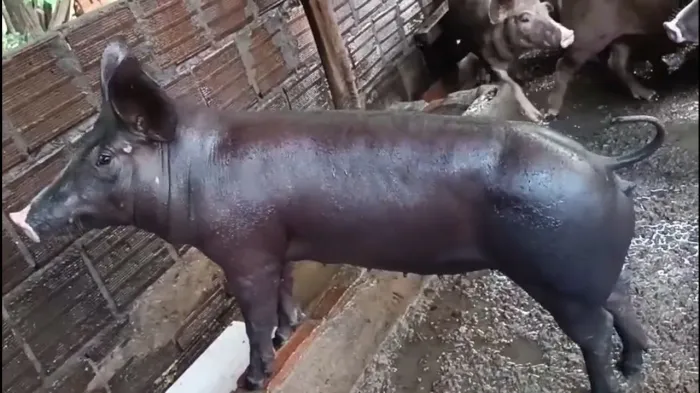 Lote d porcos p abate ou criar....LEIA O ANÚNCIO