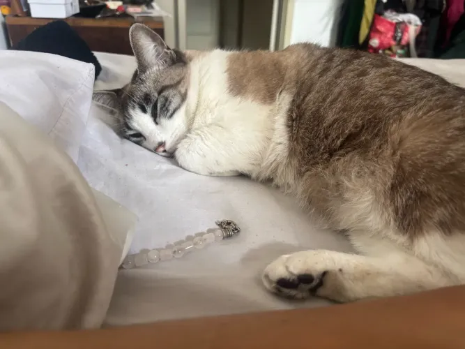 Gata femea para doação