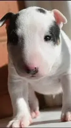 Bull terrier filhotes