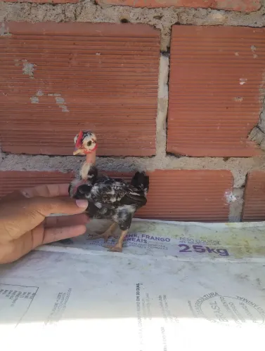 Mini polaco 