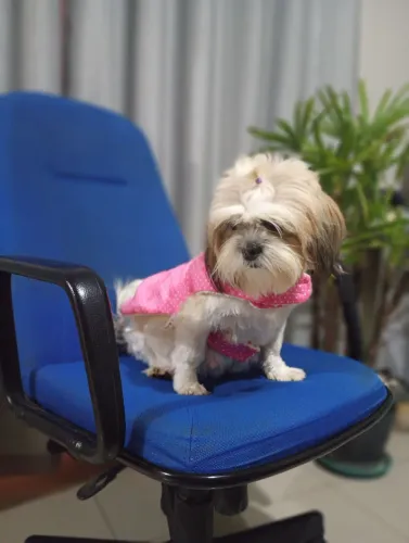 Lhasa Apso