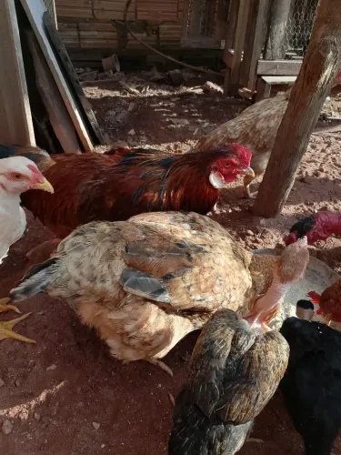 Galinhas