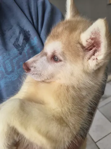 Filhote de Husky Siberiano 