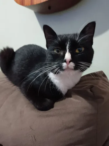 Gata adoção 