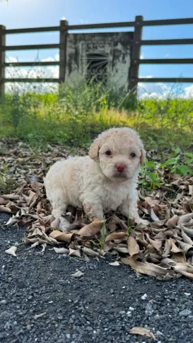 Filhotes de Poodle Mini Disponíveis!