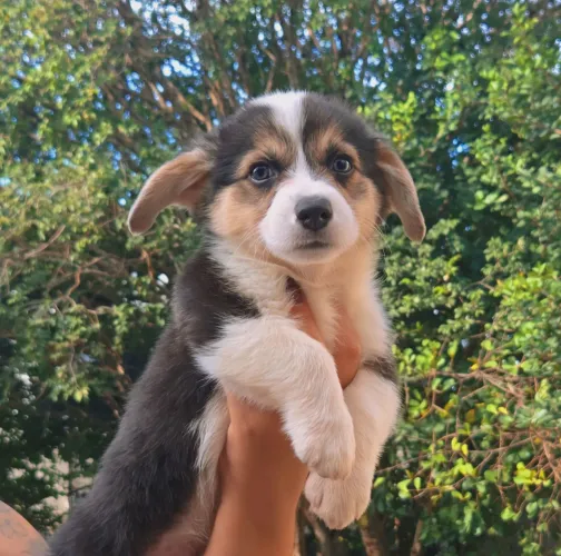 Welsh Corgi Pembroke - Machos tricolores