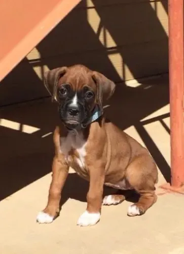 Filhotes De Boxer - Seu Coração Está Pronto Para Esse Novo Amor Peludo