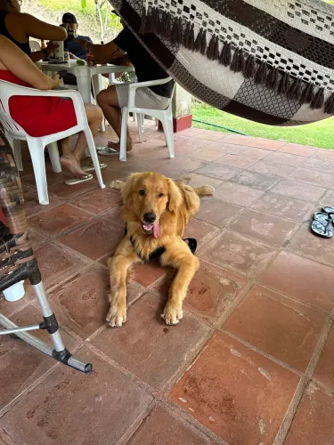 Golden Retriever macho - para cruzar