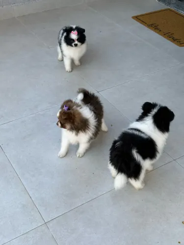 Lulu da Pomerania Anão Filhotinhos ac cartão 
