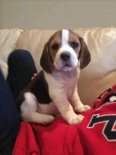 Beagle disponivel