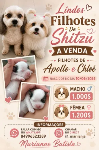 Lindos Filhotes de Shitzu