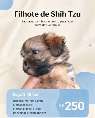 Vendo um filhote de Shitzu