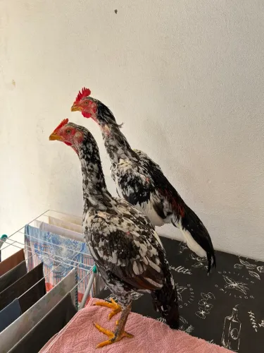 Frango