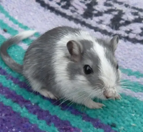 Vendo filhotes de Gerbil ( Esquilo da Mongólia)